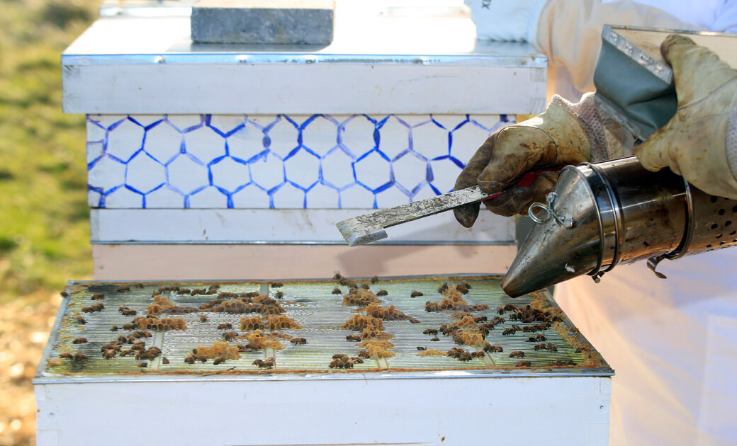 UB bee hives
